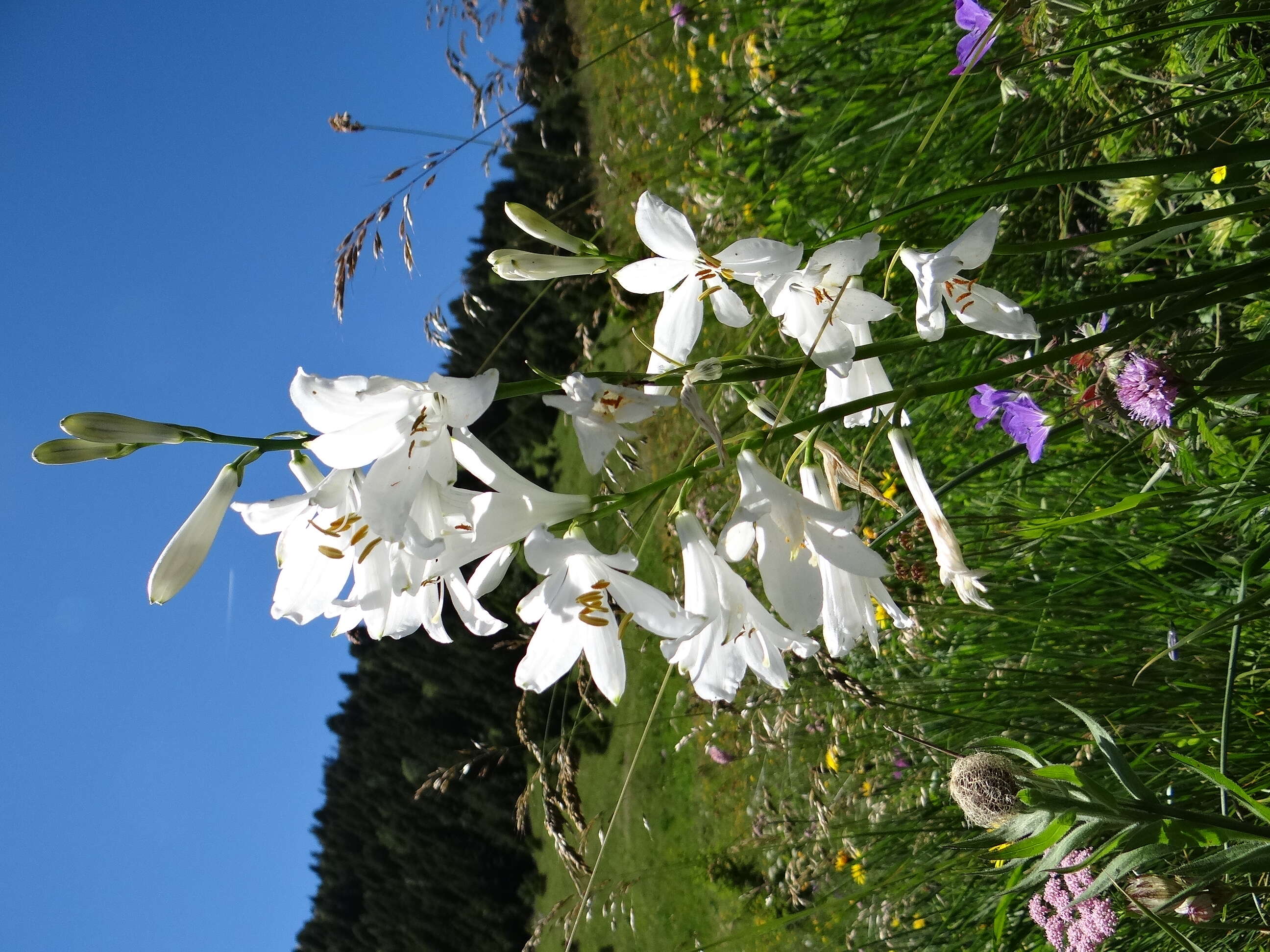 Image of St. Bruno's Lily