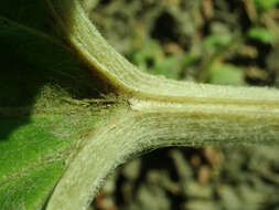 Image of Bog rhubarb
