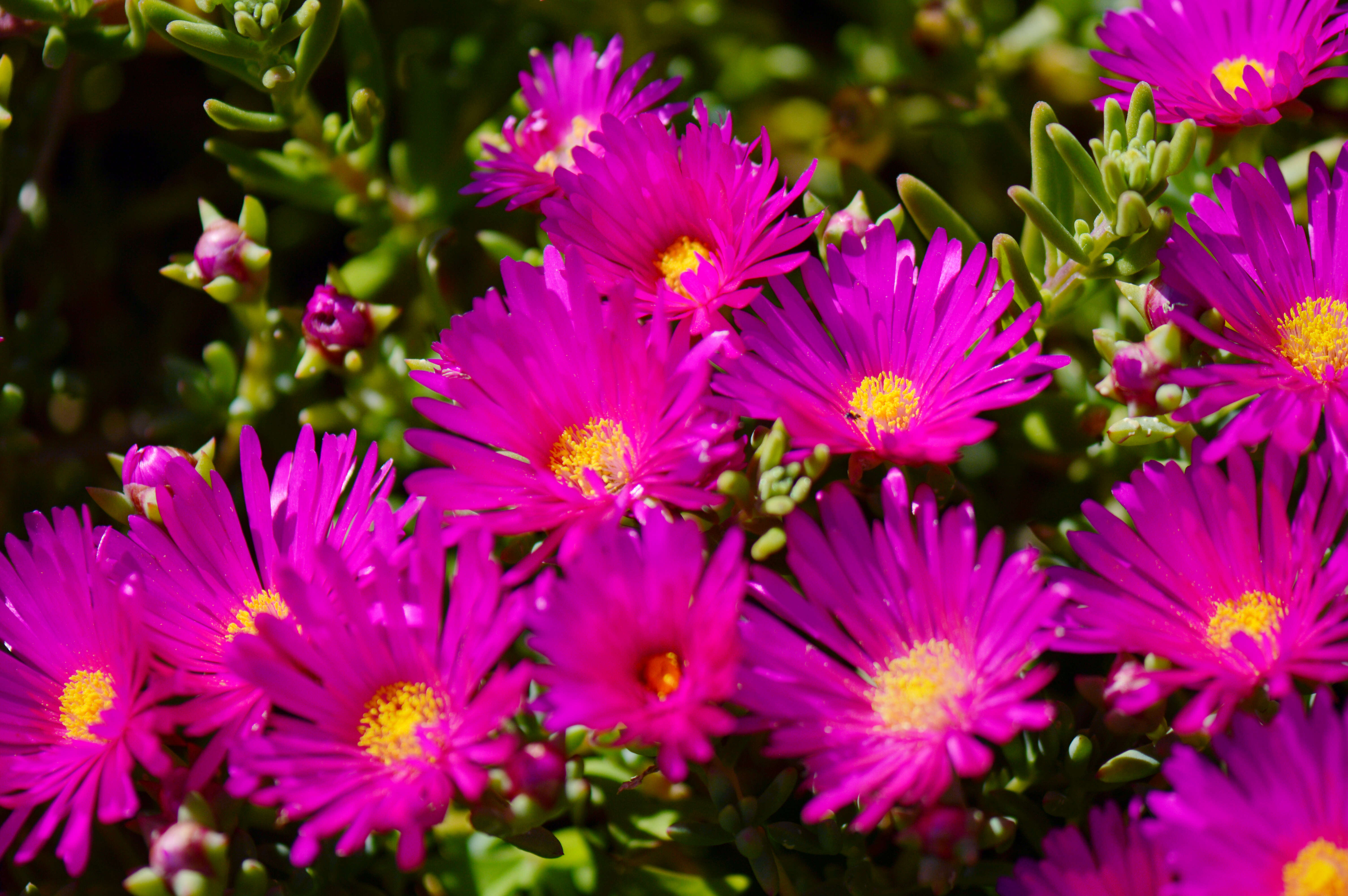 Image of Carpobrotus acinaciformis (L.) L. Bol.