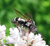 Image of Canadian Cuckoo Nomad Bee