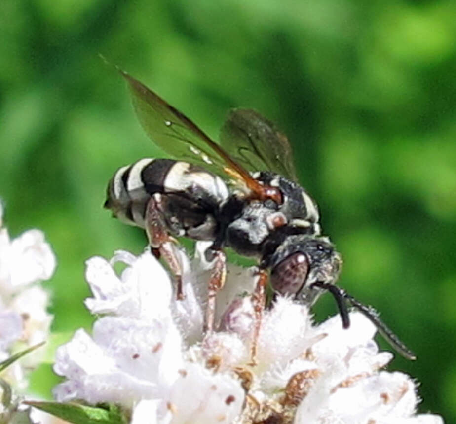 Image of Canadian Cuckoo Nomad Bee