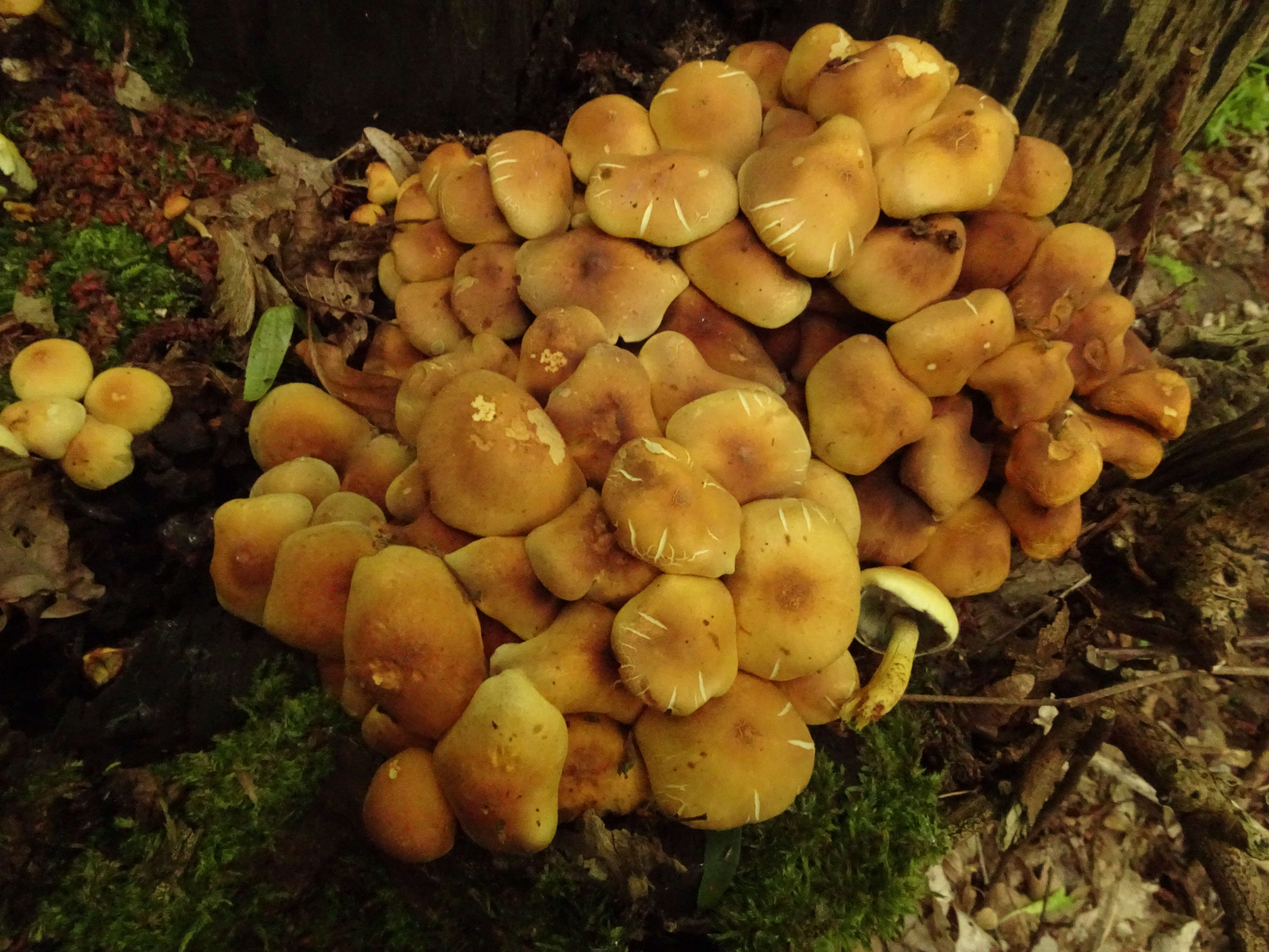 Imagem de Hypholoma fasciculare (Huds.) P. Kumm. 1871