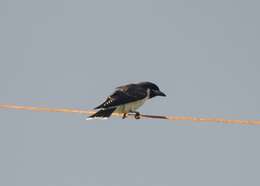 Image of Fiji Woodswallow