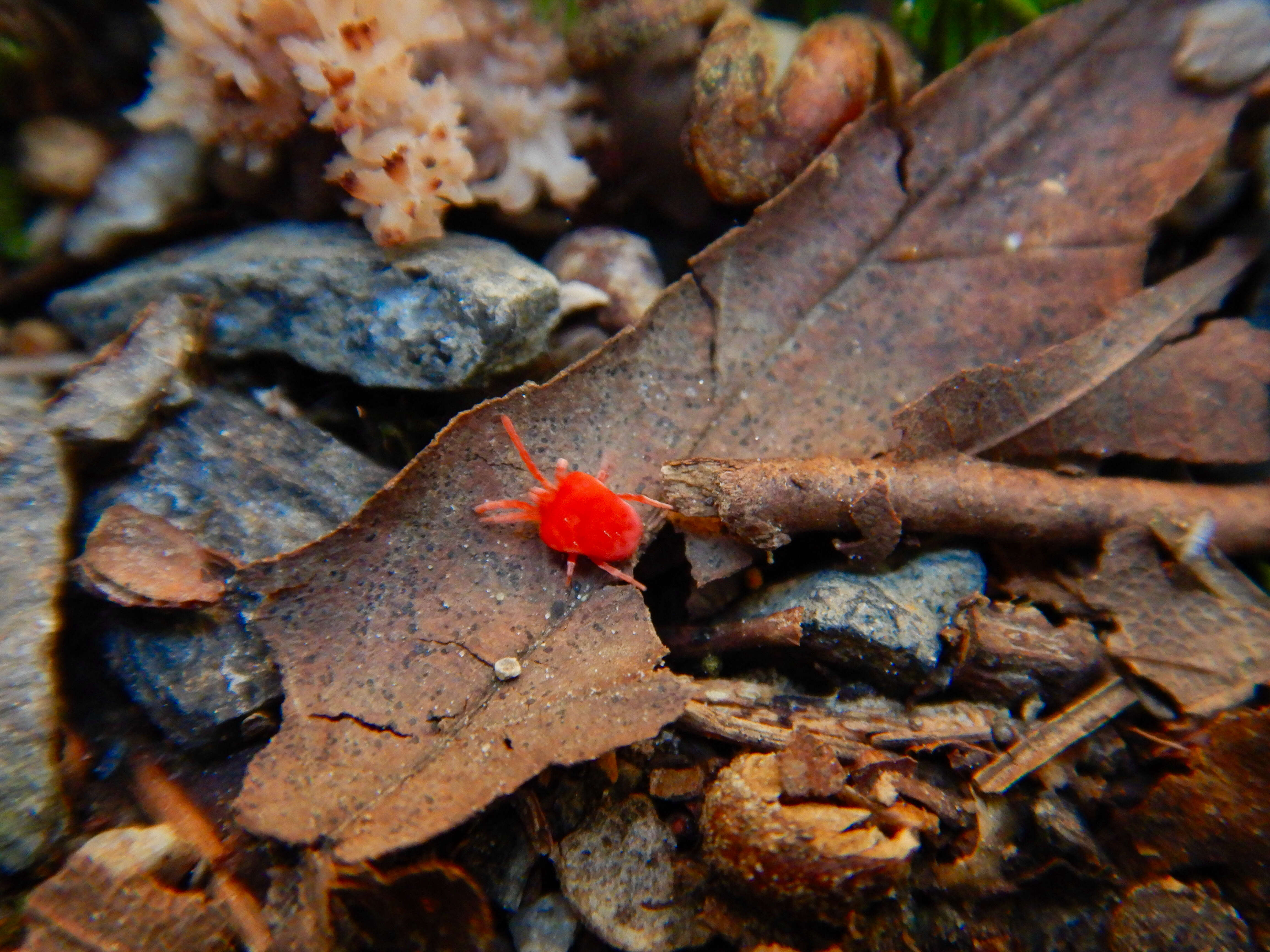 Image of Trombidium holosericeum