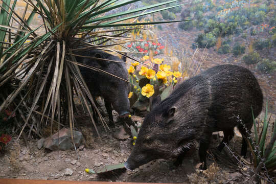 Image of peccaries