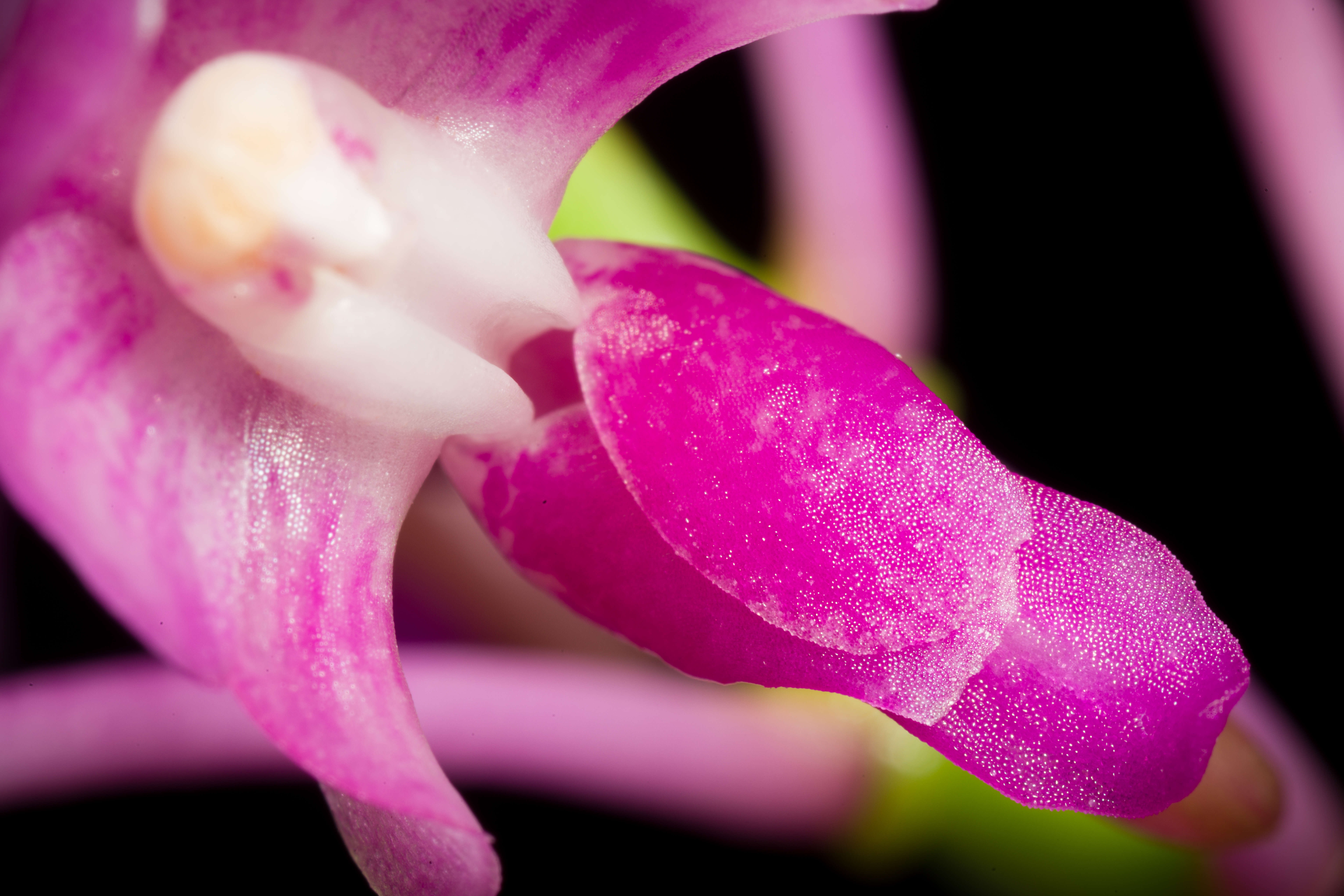 Image of Aerides leeana Rchb. fil.