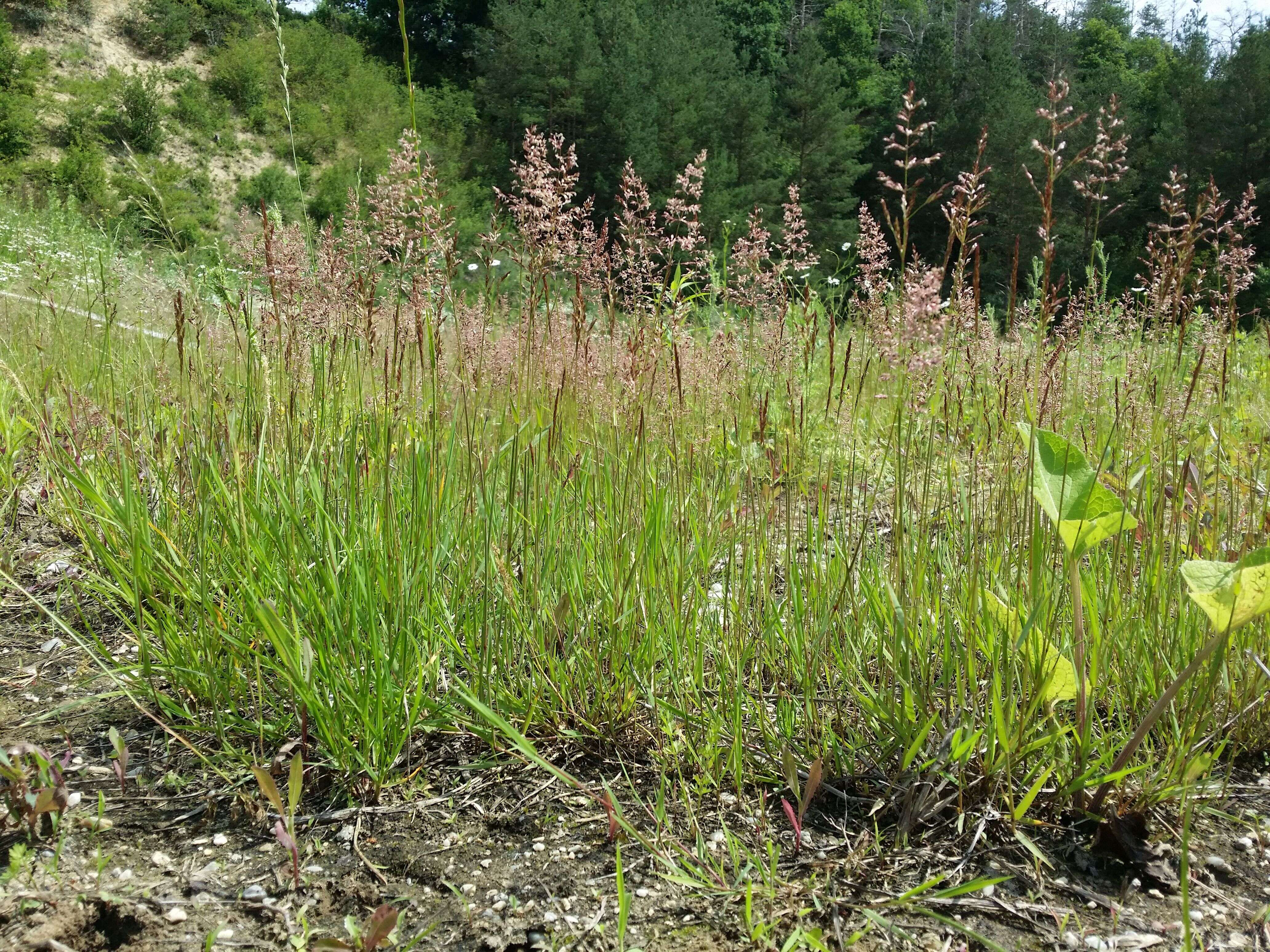 Image of creeping bentgrass