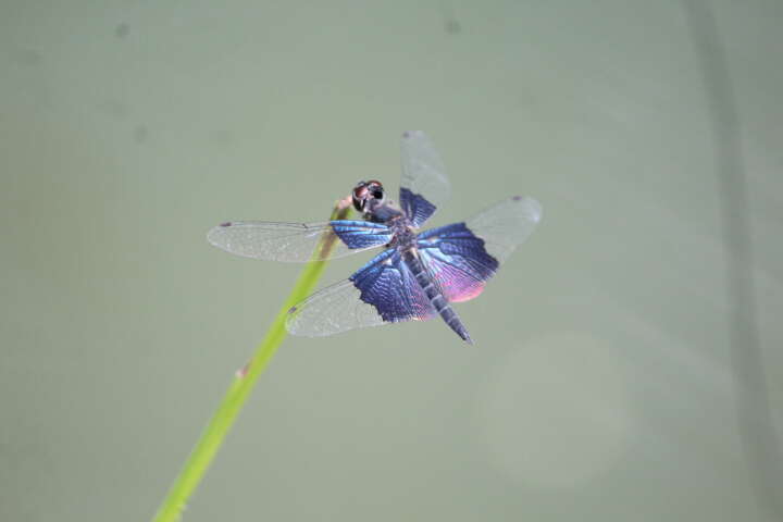 Слика од Rhyothemis triangularis Kirby 1889