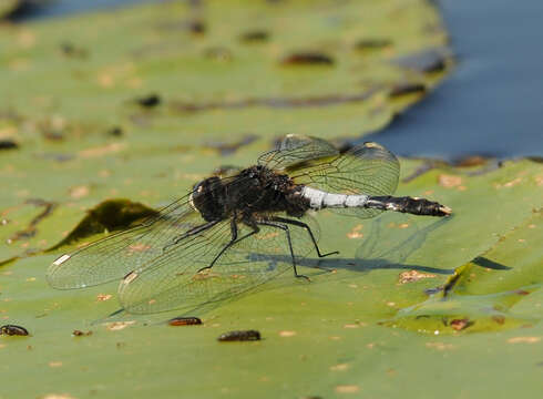 Image of Lilypad Whiteface