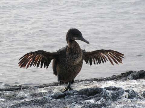 Image of Flightless Cormorant