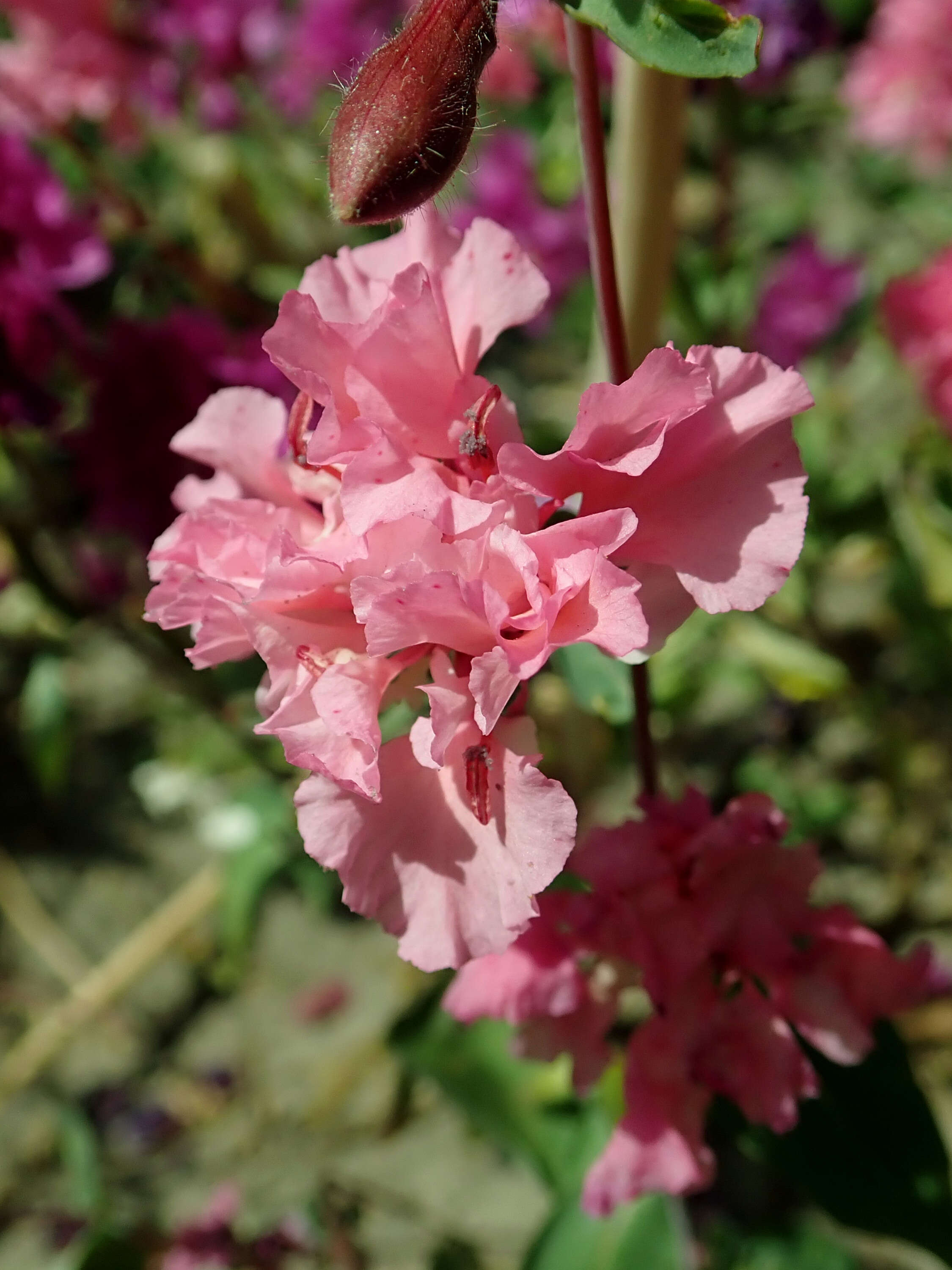 Image of elegant clarkia