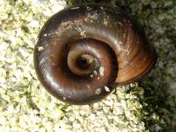 Image of Great Ram's Horn Snail