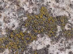 Image of eggyolk lichen