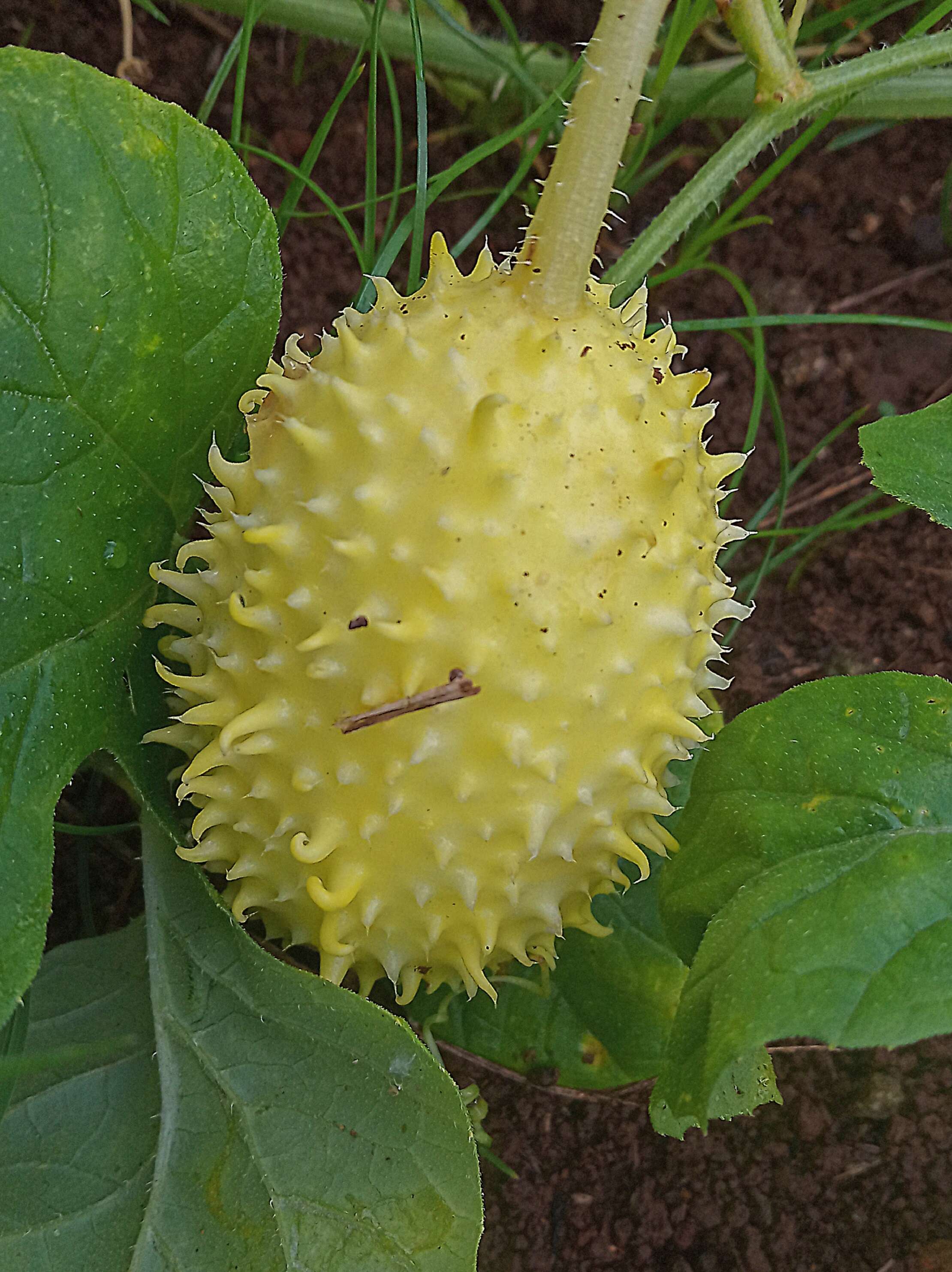 Image of West Indian gherkin
