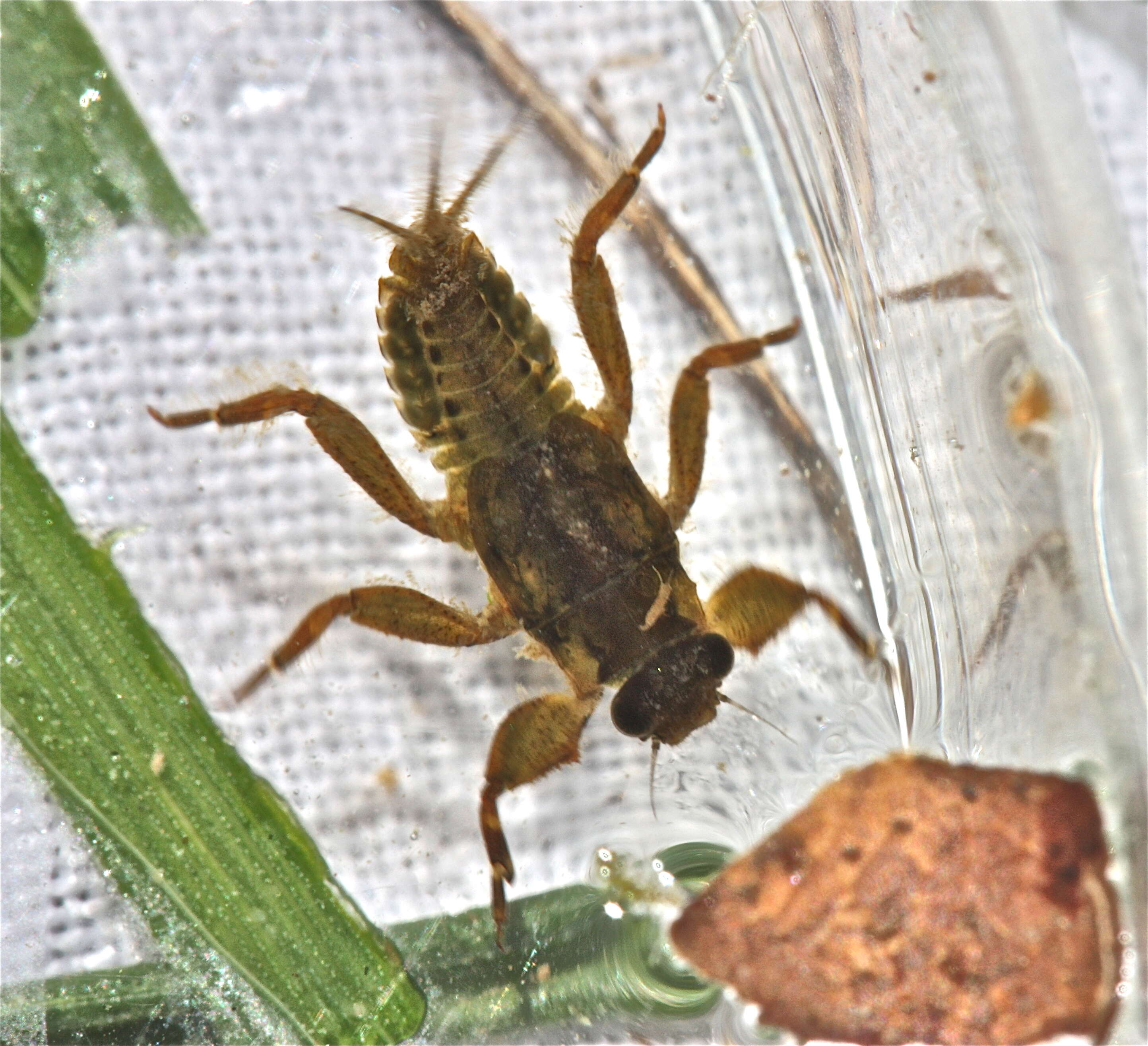 Imagem de Drunella tuberculata (Morgan 1911)