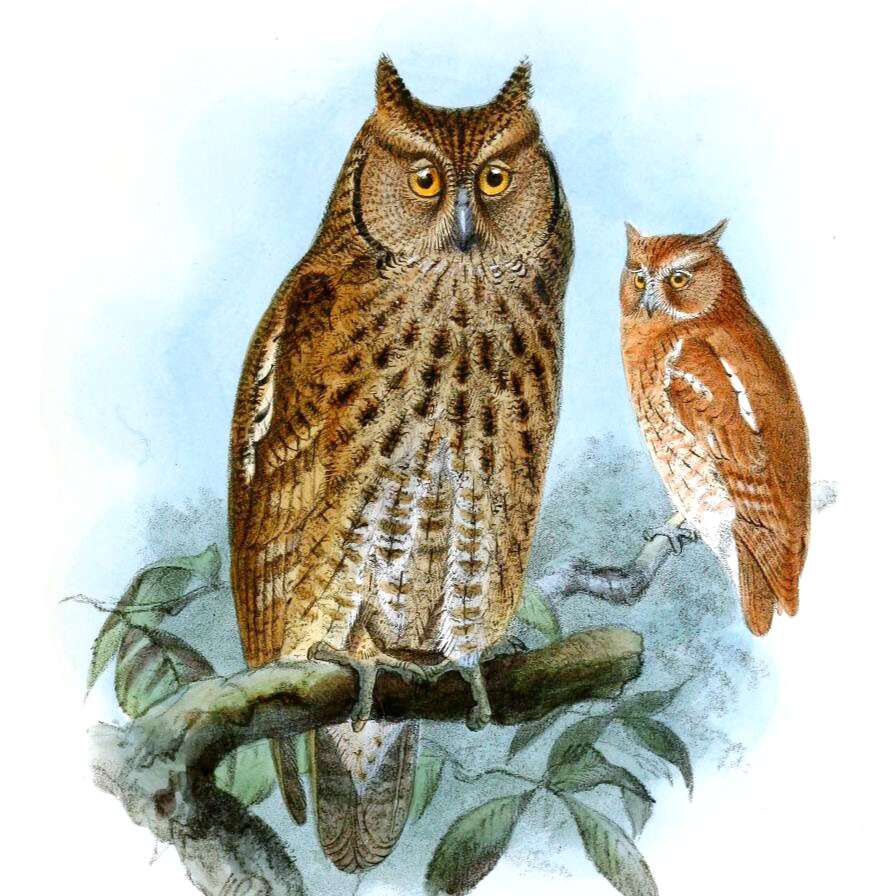 Image of Guatemalan Screech-owl