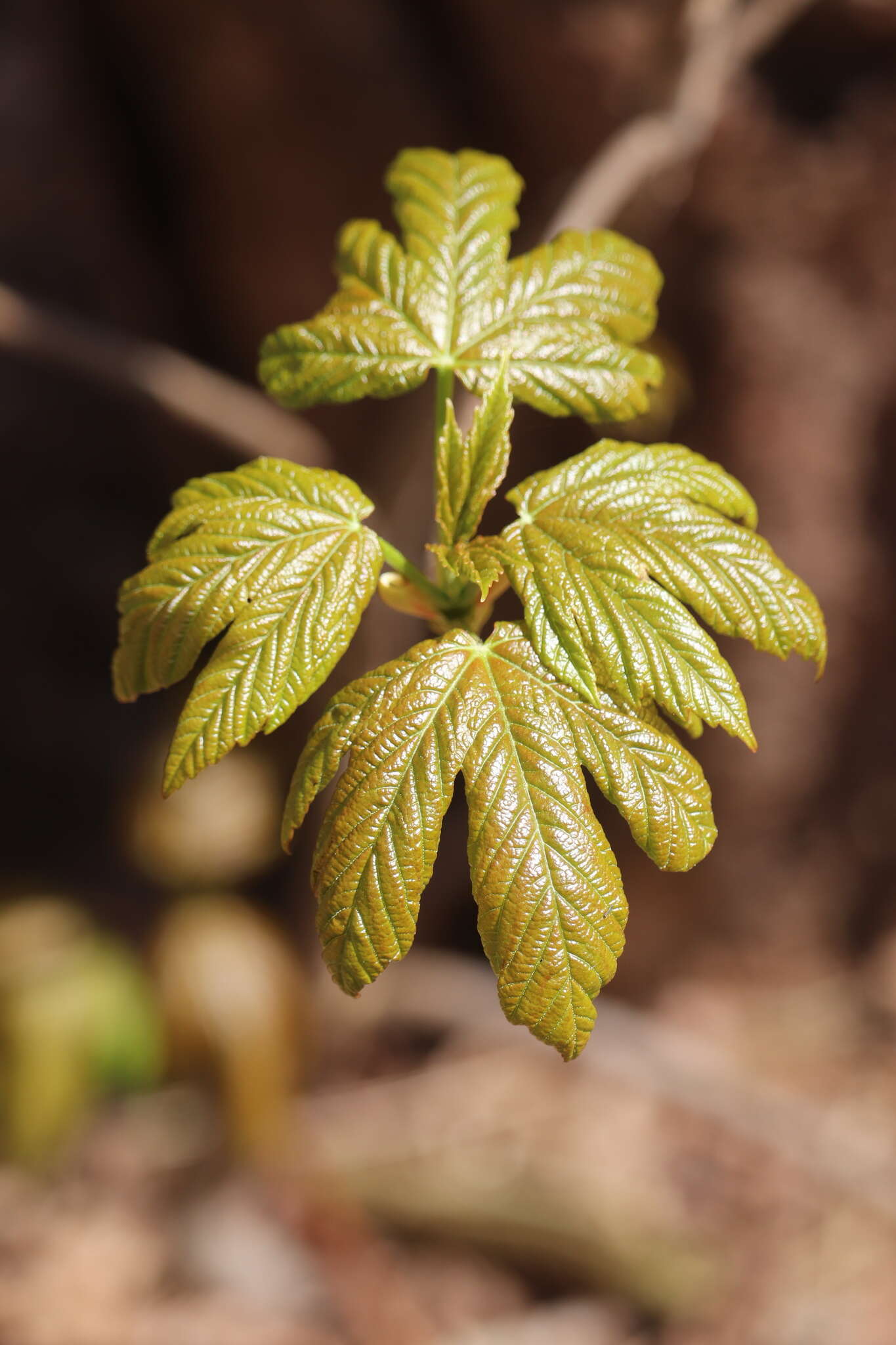 Imagem de Acer pseudoplatanus L.