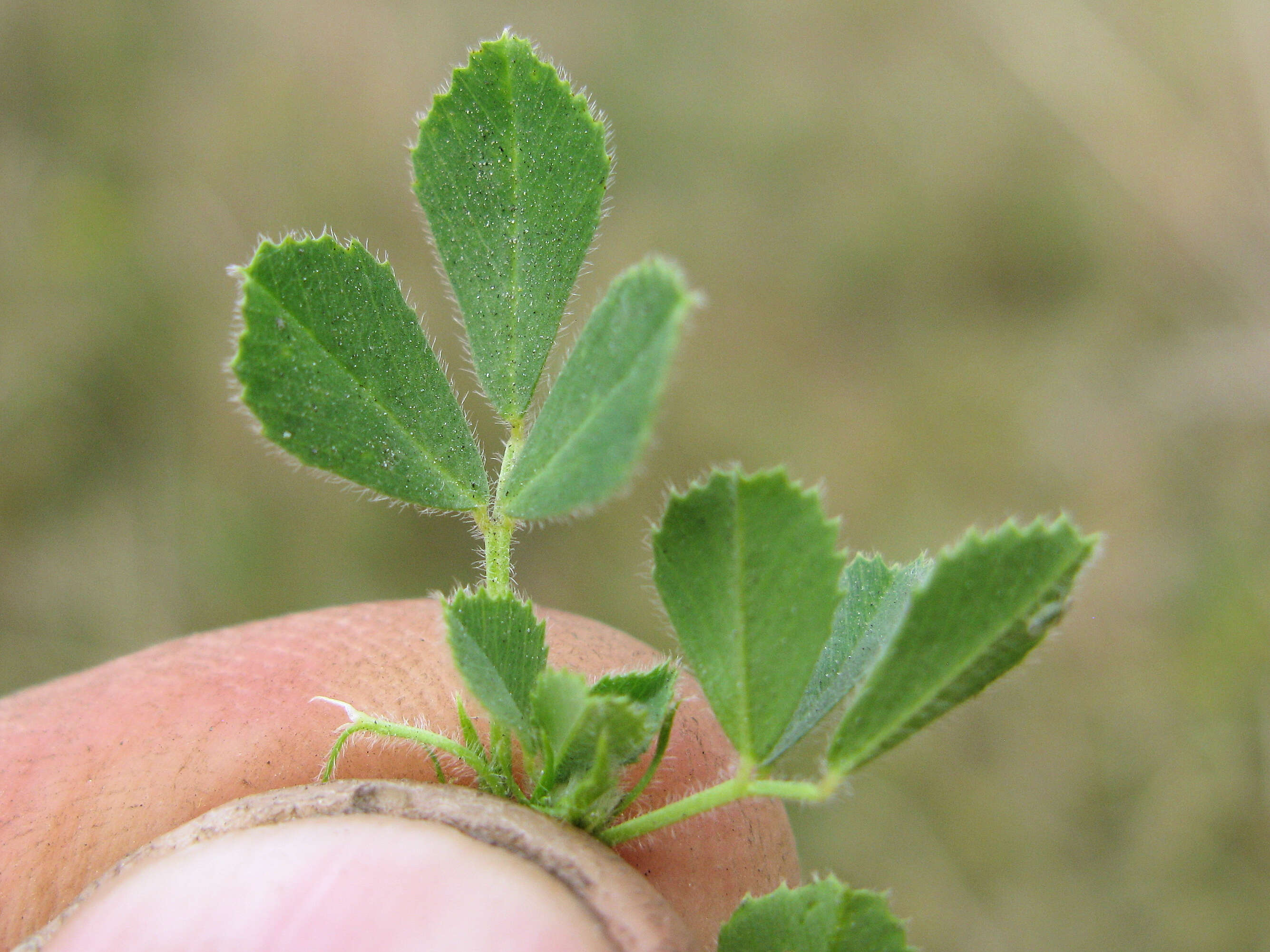 Слика од Medicago truncatula Gaertn.