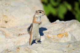 Image of white-tailed antelope squirrel