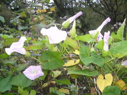 Image of bindweed