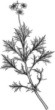 Image of Brassica rapa subsp. nipposinica (L. H. Bailey) Hanelt