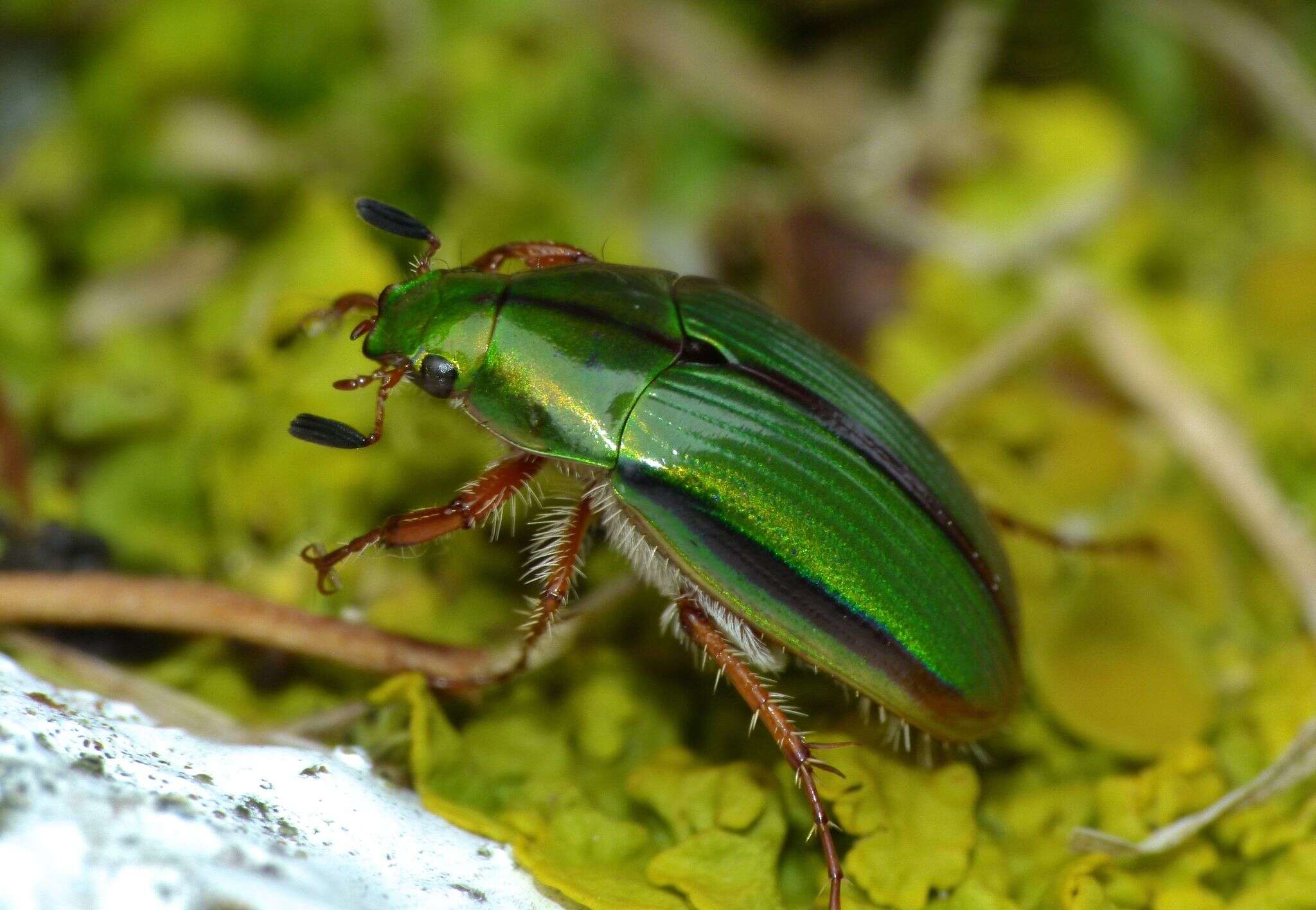 Image of Mānuka chafer beetle