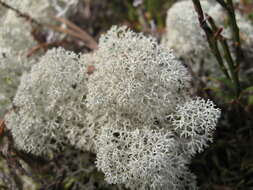 Image of star reindeer lichen