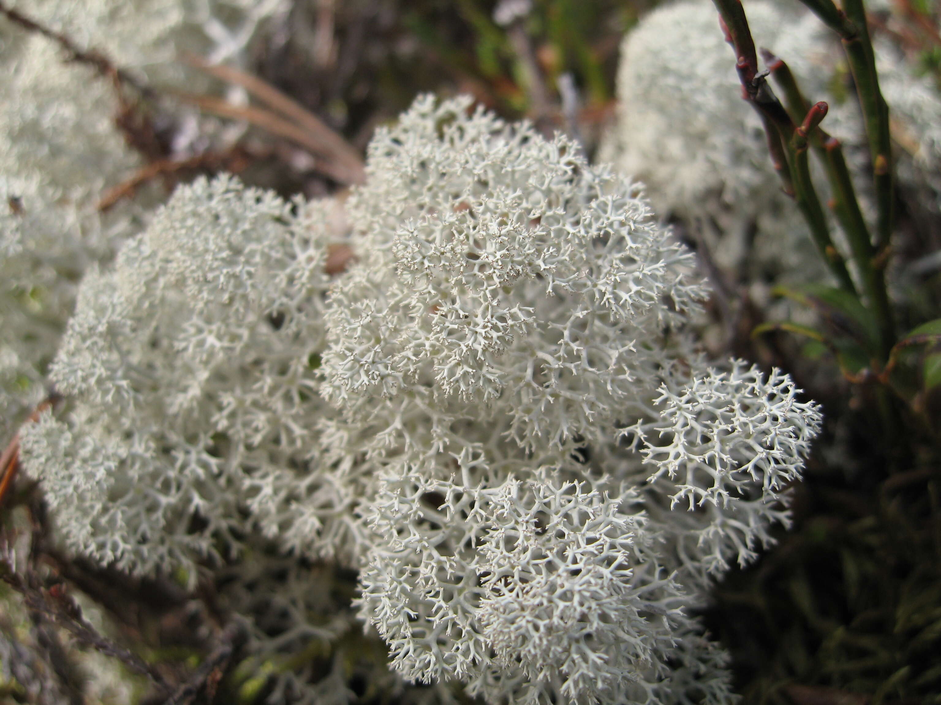 Image of star reindeer lichen