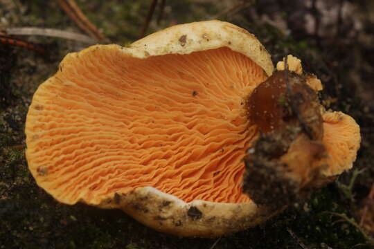 Image de Fausse chanterelle