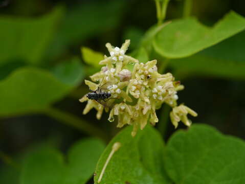 Imagem de Cynanchum auriculatum Royle ex Wight