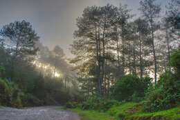 Image of Benguet Pine