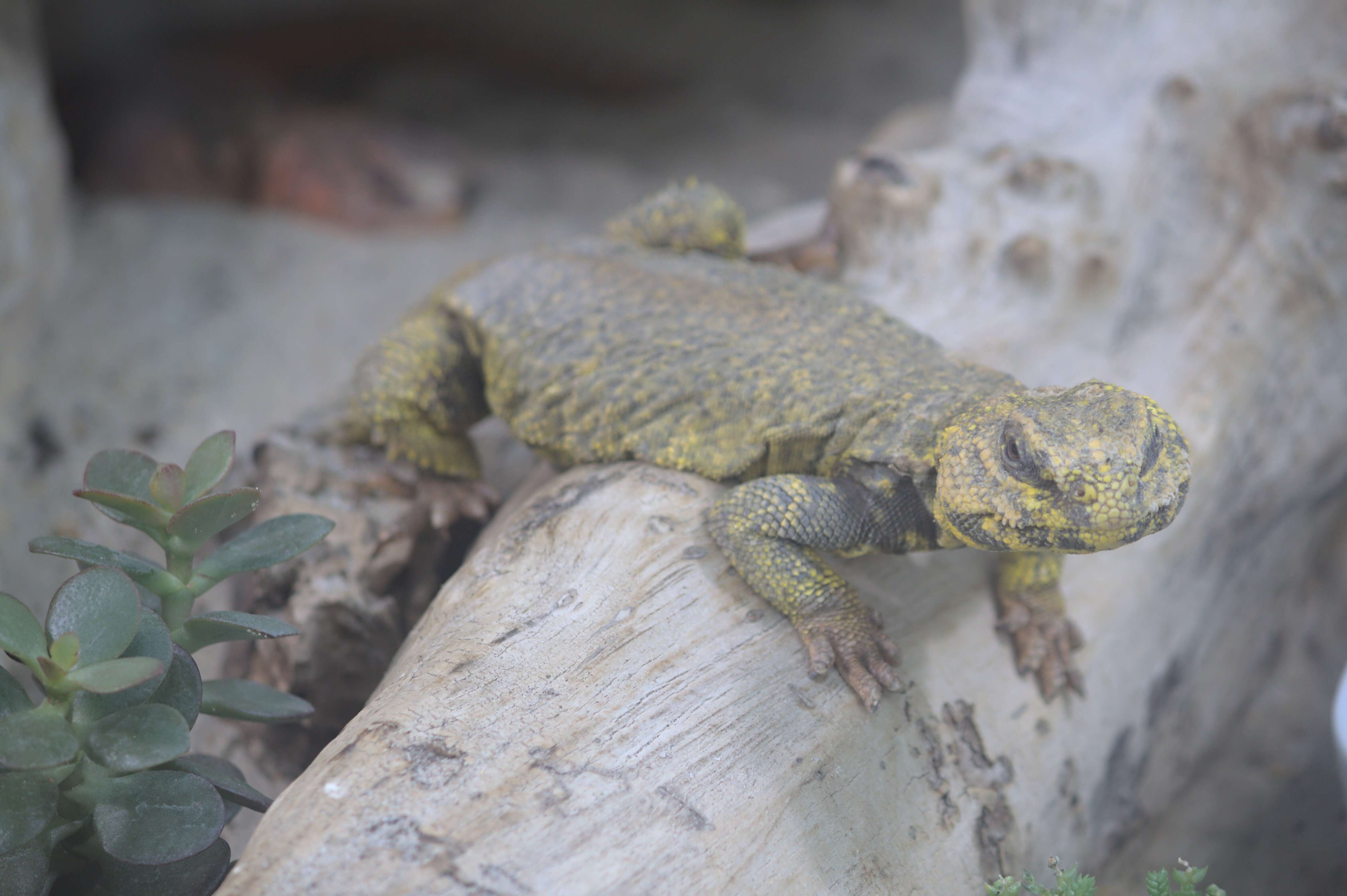 Image of Saharan spiny-tailed lizard