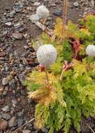 Imagem de Pulsatilla occidentalis (S. Wats.) Freyn