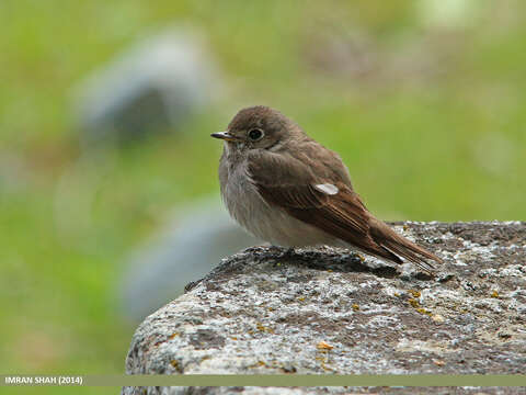 Image of Dark-sided Flycatcher