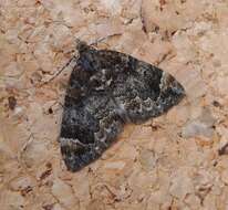 Image of common marbled carpet