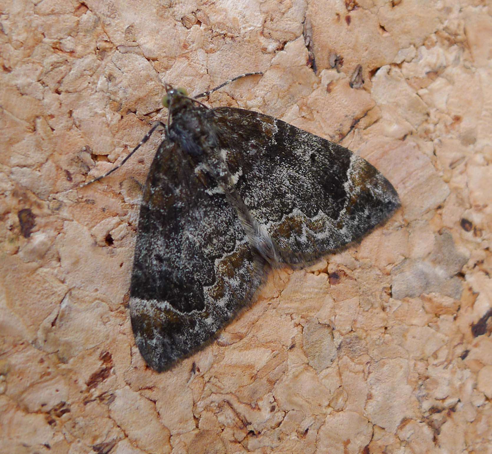 Image of common marbled carpet