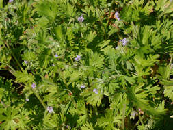 Imagem de Geranium pusillum L.