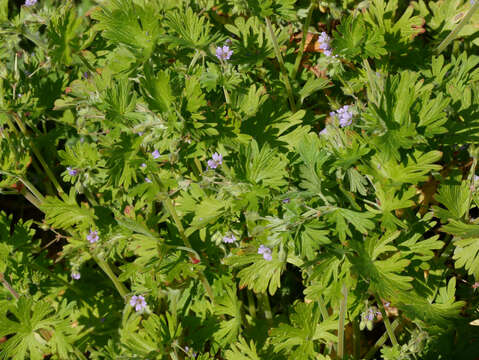 Imagem de Geranium pusillum L.