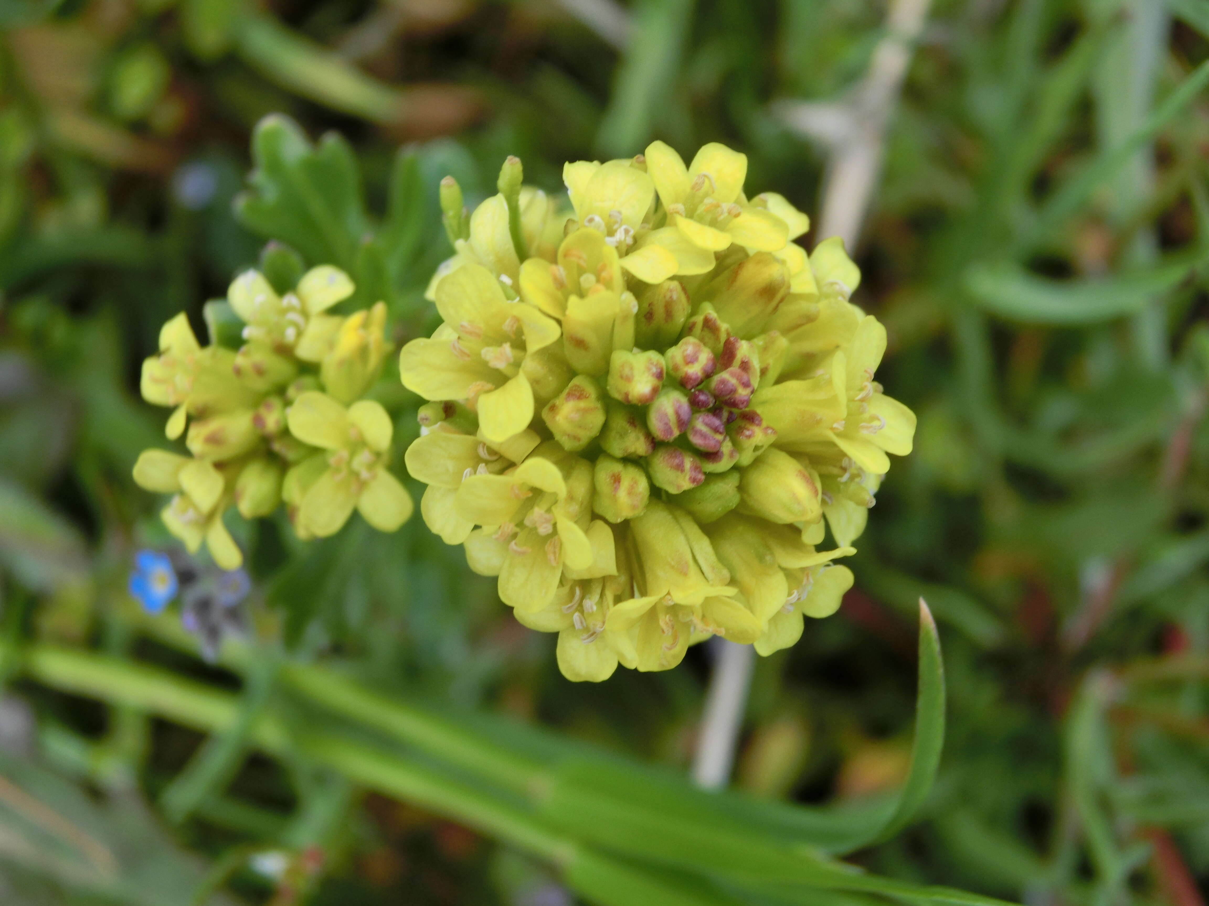 Image of medium flowered winter-cress