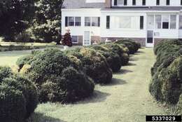 Image of Boxwoods