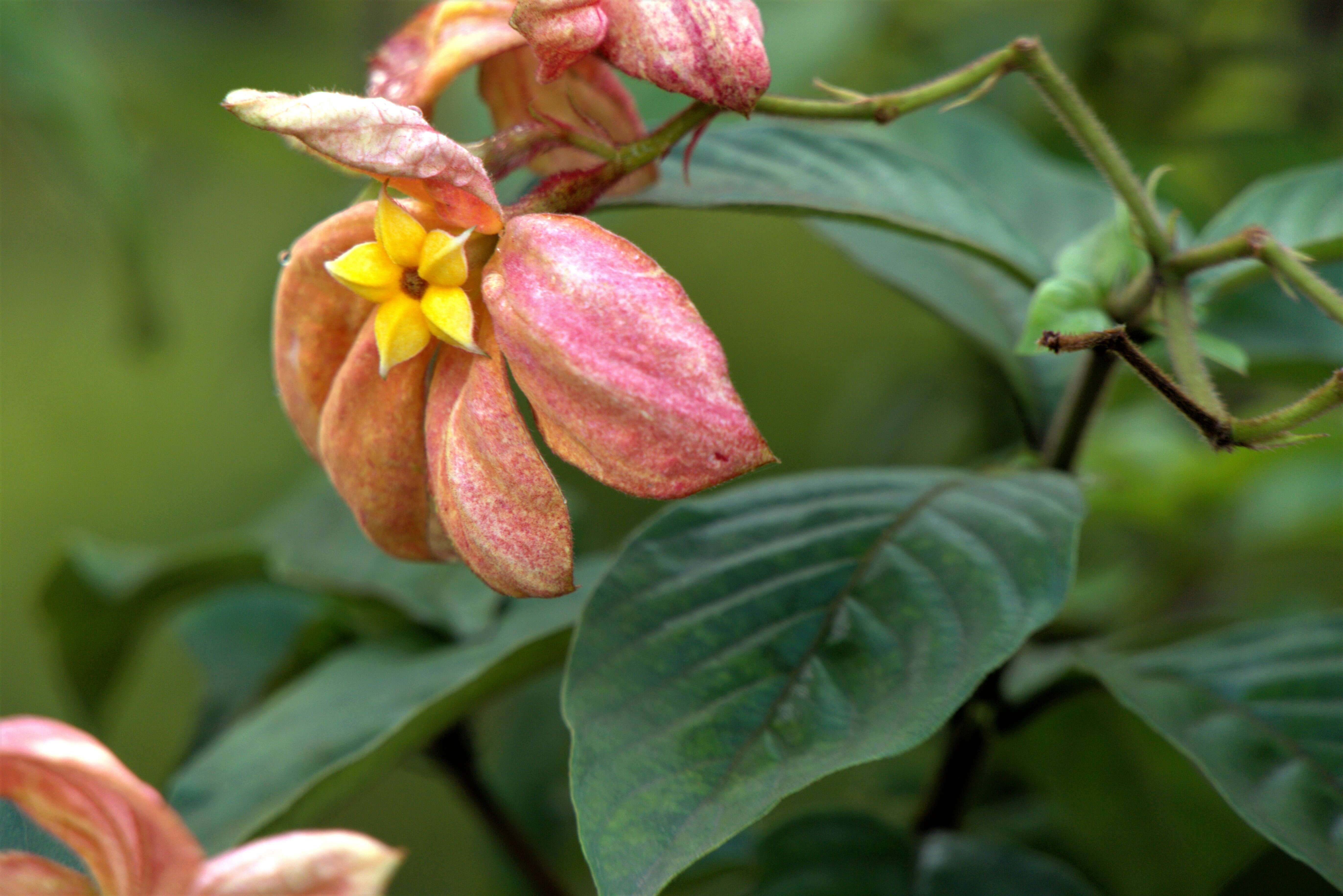 صورة Mussaenda philippica A. Rich.