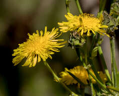 Imagem de Sonchus palmensis (Sch. Bip.) Boulos