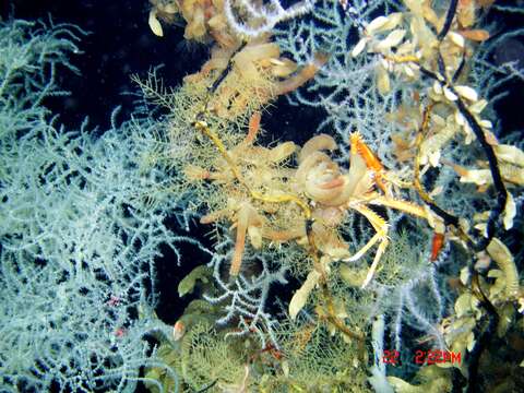 Image of Black coral