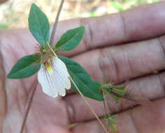 Blepharis maderaspatensis (L.) Heyne ex Roth resmi