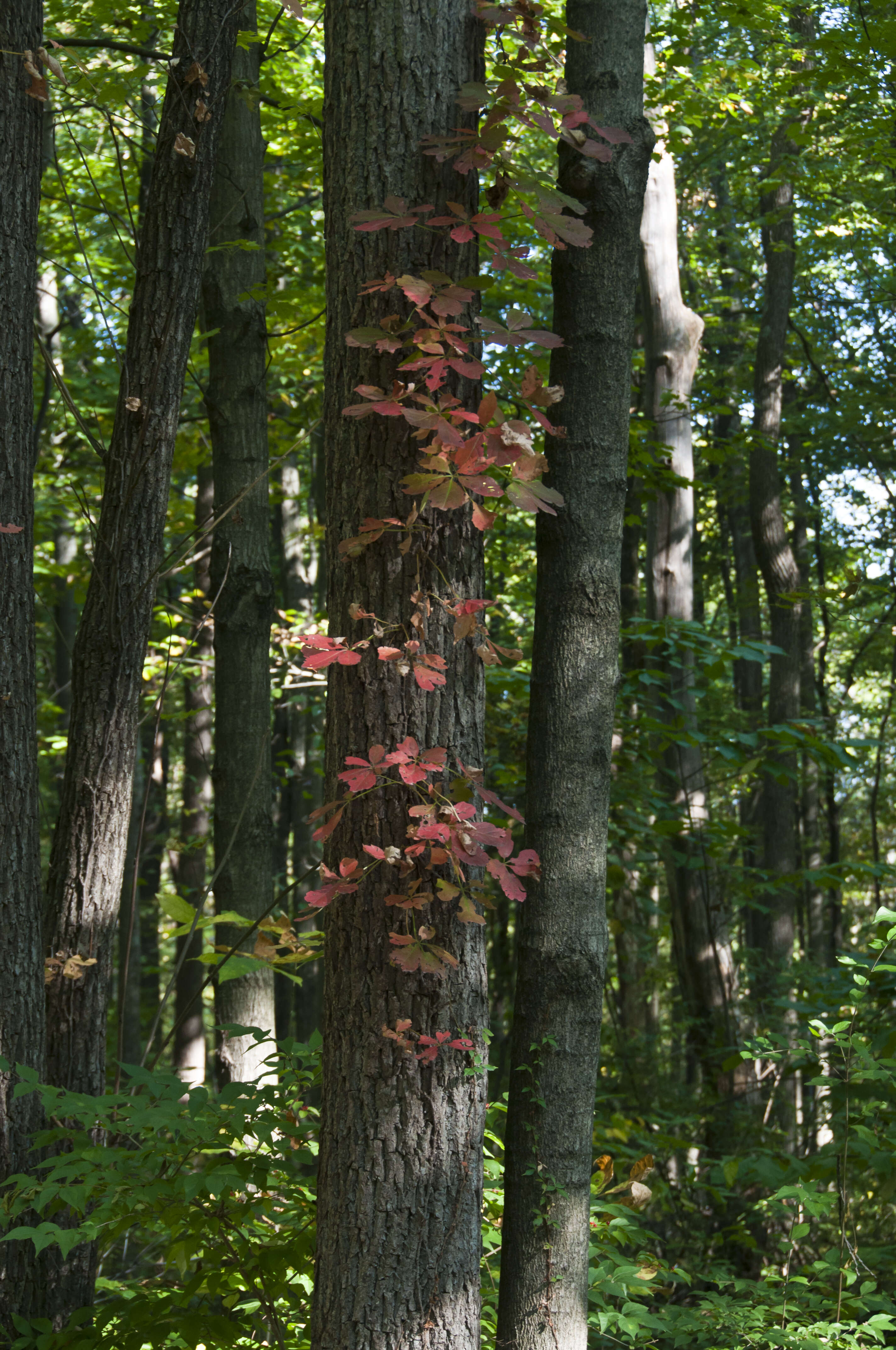 Image of Virginia creeper