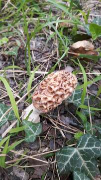 Plancia ëd Morchella esculenta (L.) Pers. 1801