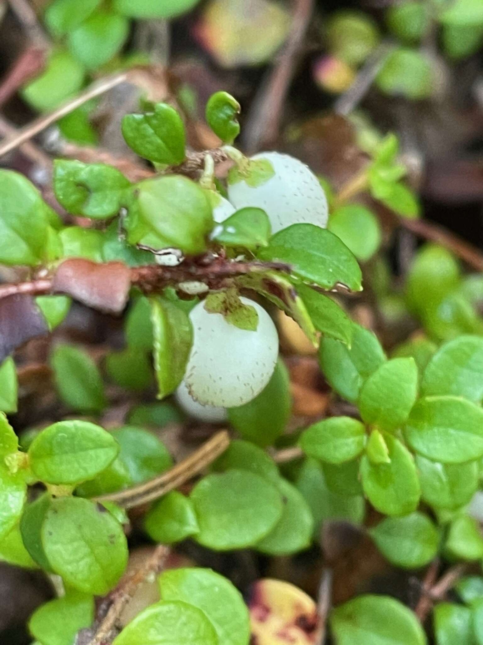 Image of creeping snowberry