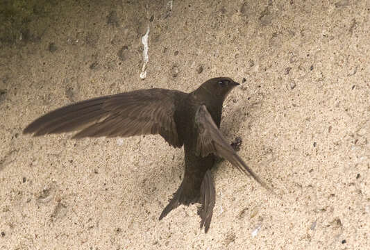 Image of swift, common swift