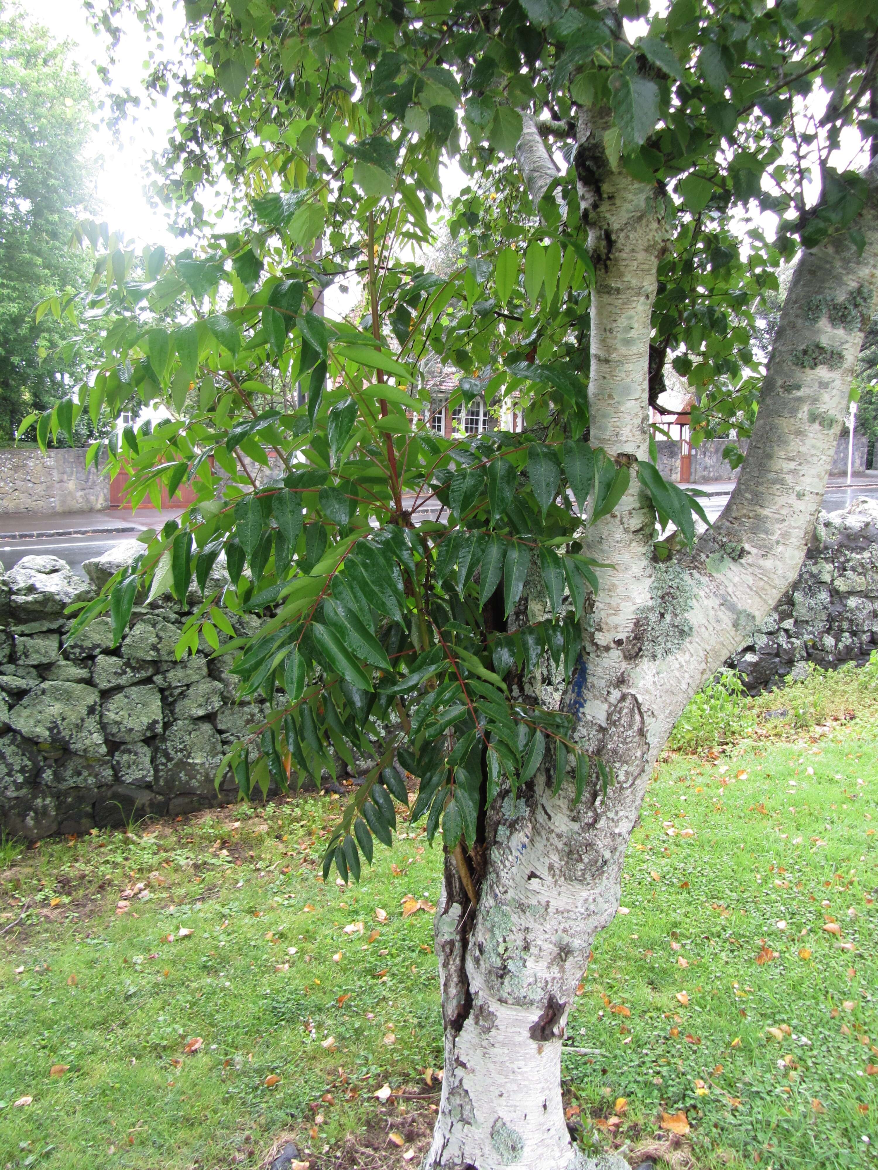 Image of wax tree