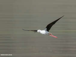 Image of Black-winged Stilt